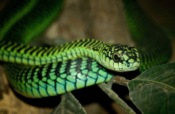 Rắn Boomslang là một trong những loài rắn độc nhất ở châu Phi, chứa độc tố Hemotoxin. Khi nó cắm răng nanh vào con mồi, loại độc tố này có tác dụng giết chết mồi trong một vài giờ. Loài rắn lục Boomslang có thị lực tốt ngang ngửa một người bình thường. Nếu nó quyết định tấn công thì hầu hết các con mồi đều khó thoát khỏi.